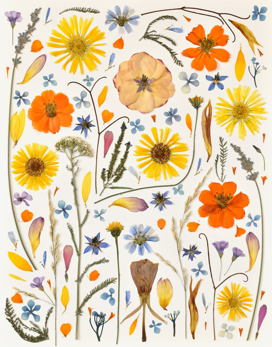 Pressed Botanical Print, "Sunshine"